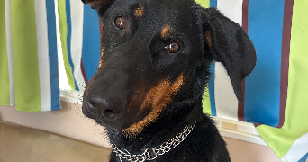 melanie pet sitter à CASTELNAU D AUZAN LABARRERE 32440_1