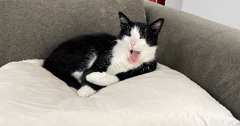 solena pet sitter à VILLEPINTE 93420_2