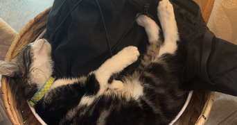 lena pet sitter à AULNAY SOUS BOIS 93600_6