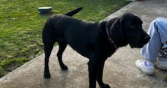 noémie pet sitter à BEAUVAIS 60000_1