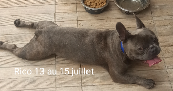 corine pet sitter à MARSEILLE 12 13012_3