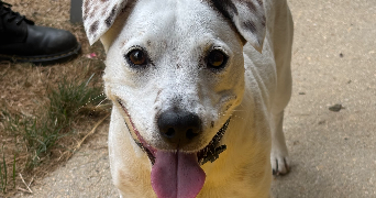loulith pet sitter à CHARENTON LE PONT 94220_4
