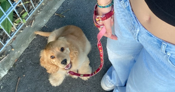 faustine pet sitter à LES CLAYES SOUS BOIS 78340_4
