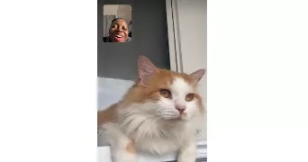 paolina pet sitter à STAINS 93240