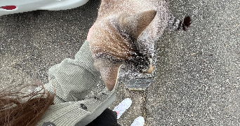 ilona pet sitter à CHARTRES 28000_2