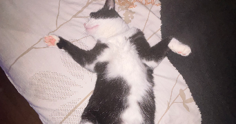 salomé pet sitter à CHANTEPIE 35135_4