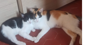 maëva pet sitter à CAHORS 46000_3