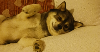 cindy pet sitter à PERPIGNAN 66000_9