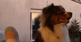 nolita pet sitter à NIORT 79000_4