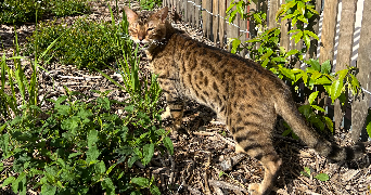 sabrina pet sitter à BORDEAUX 33300_1