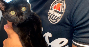 arsen pet sitter à FONTENAY AUX ROSES 92260_4