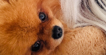 chloé pet sitter à LA GARENNE COLOMBES 92250_3