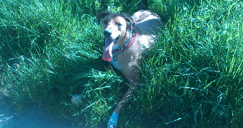 andréa pet sitter à SAUMUR 49400_11