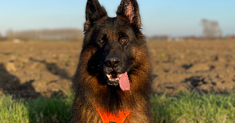 sarah pet sitter à HAISNES 62138_7