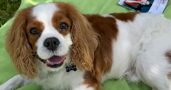 camille pet sitter à Brest 29200_2