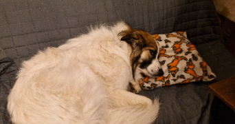 josiane pet sitter à LUDRES 54710_10