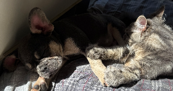 alexandra pet sitter à ANNEMASSE 74100_3