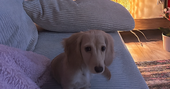 sandra pet sitter à VIRY CHATILLON 91170_1