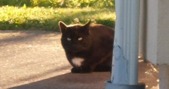 astrid pet sitter à SERRES CASTET 64121_0