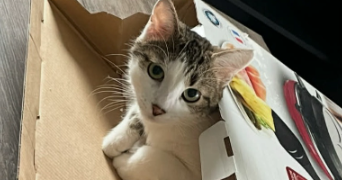 cat'pattes cat sitter à HAYANGE 57700_1