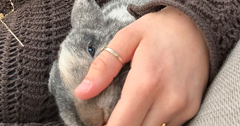 lorène pet sitter à ST NICOLAS 62223_1