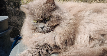 pauline pet sitter à ST MAXIMIN LA STE BAUME 83470_7