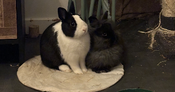 maiwenn pet sitter à ST JEAN LE BLANC 45650_6