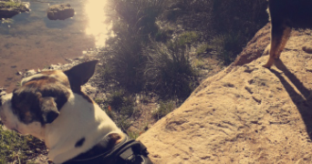 fina pet sitter à DRAGUIGNAN 83300_3