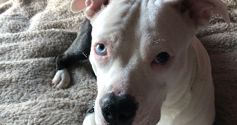 manon pet sitter à ASSEVENT 59600_12