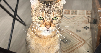 maria rosa pet sitter à Puiseaux 45390_2