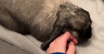 nina pet sitter à MARQUETTE LEZ LILLE 59520_1