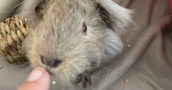 daina pet sitter à BIARRITZ 64200_4