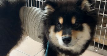 henrianne pet sitter à ANGERS 49000_3