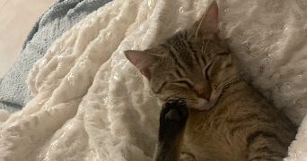 marine pet sitter à DEUIL LA BARRE 95170_2