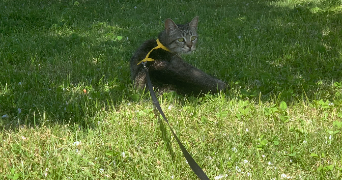 solmaz pet sitter à Lyon 69007_3