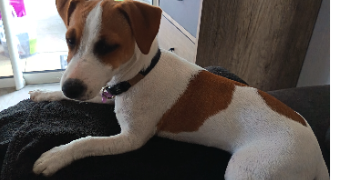 delphine  pet sitter à Vaux-les-Prés 25770_3