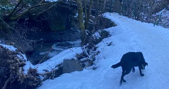 yanis pet sitter à ST JEOIRE 74490