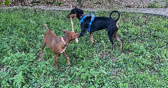 anabel pet sitter à HOUILLES 78800_1