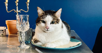 manon pet sitter à CHARLIEU 42190_3