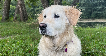 doriane pet sitter à BORDEAUX 33300_4