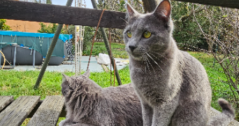 esthelle pet sitter à NARBONNE 11100_4