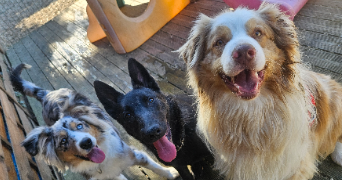 marlene pet sitter à AUNEAU BLEURY ST SYMPHORIEN 28700_42
