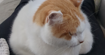 alicia et patricia pet sitter à TRILPORT 77470_1