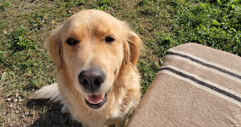lola pet sitter à TOULOUSE 31100_2