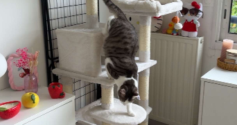mélanie pet sitter à CHANTEPIE 35135_4