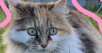 anais pet sitter à NANTERRE 92000_7