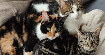 anaïs pet sitter à BERCK 62600_2