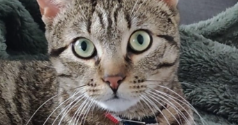 isabelle cat sitter à TOULOUSE 31300_3