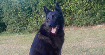 daisy pet sitter à DUNKERQUE 59140_1