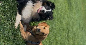 alice lilly pet sitter à RODEZ 12000_1